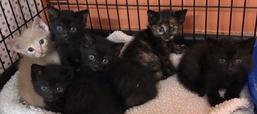 kittens