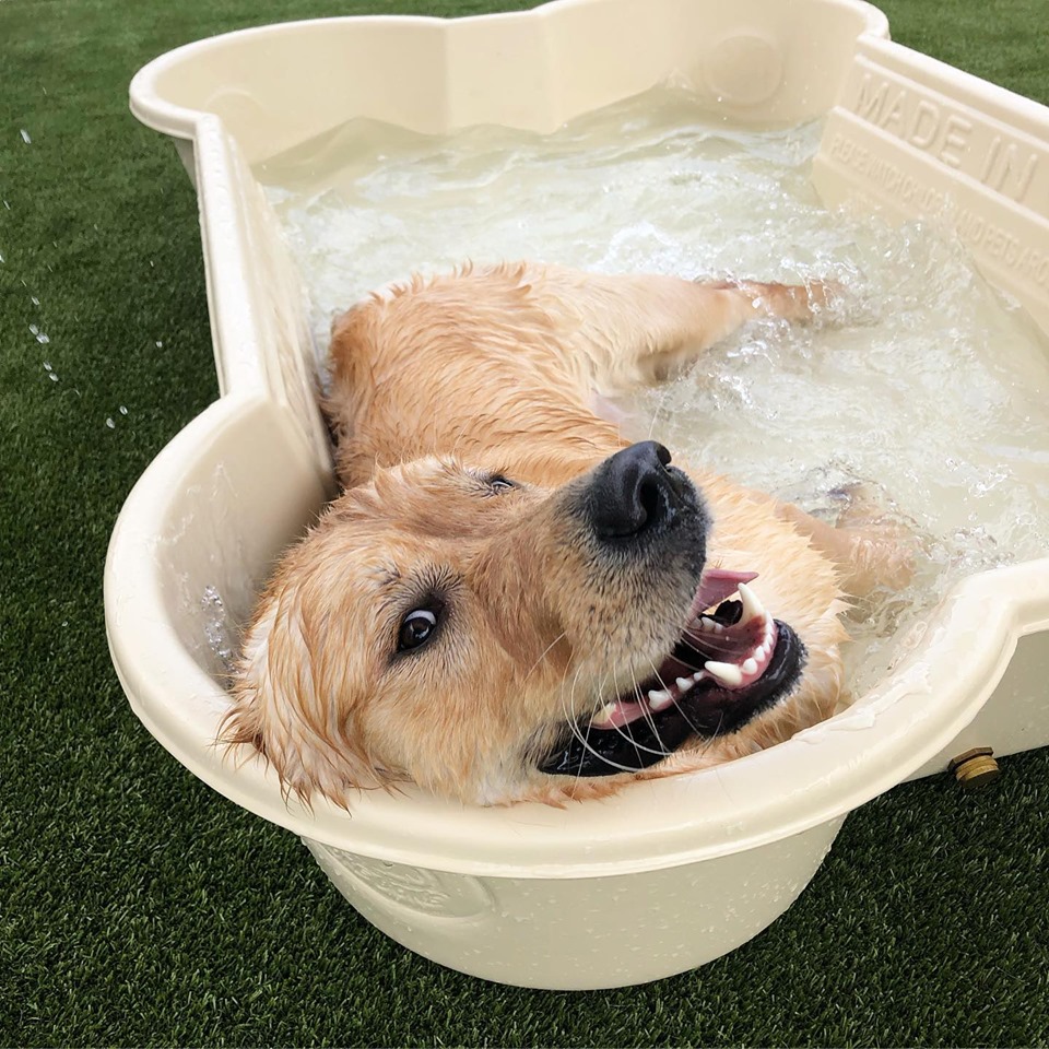 PetSuites of America Arrives in Memphis Tour Collierville