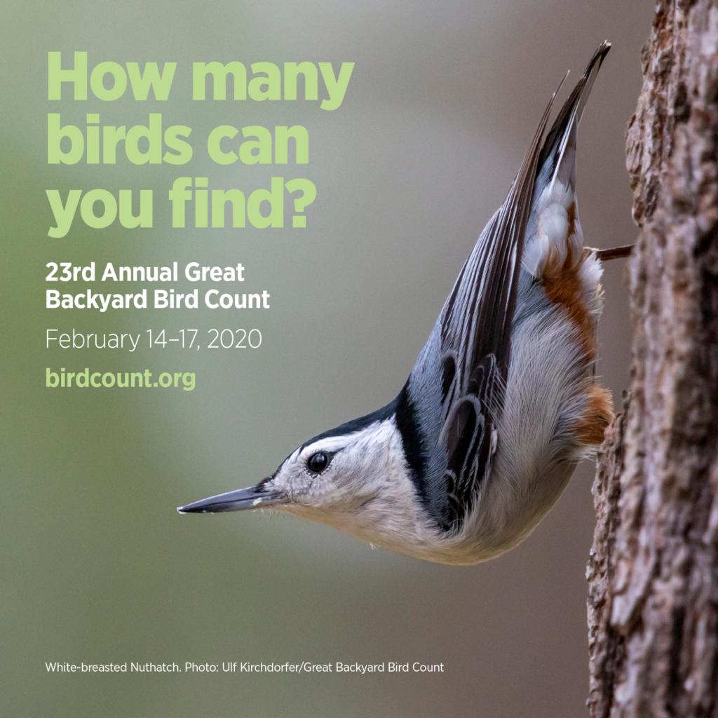 Great Backyard Bird Count 2025 Mandy Rozelle